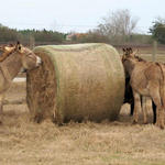 Hungry-Donkeys-020.jpg