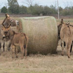 Hungry-Donkeys-035.jpg