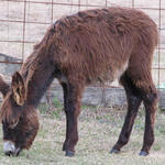 Hungry-Donkeys-041.JPG
