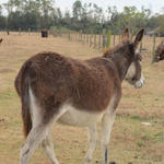 Hungry-Donkeys-044.JPG