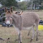 Hungry-Donkeys-045.JPG