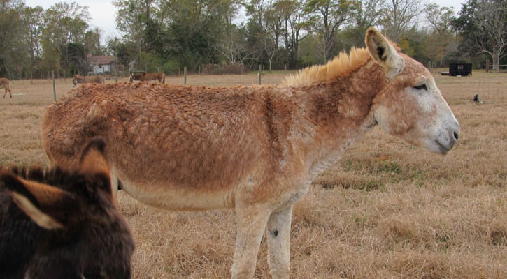 Hungry-Donkeys-047.JPG