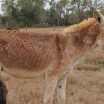 Hungry-Donkeys-047.JPG