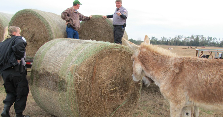 Hungry-Donkeys-050.JPG