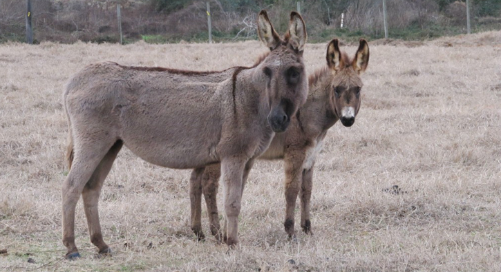 Hungry-Donkeys-056.JPG