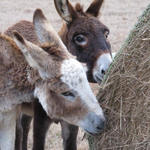 Hungry-Donkeys-057.JPG