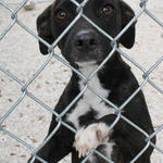 Atmore-Animal-Shelter-011.jpg