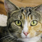 Atmore-Animal-Shelter-012.jpg
