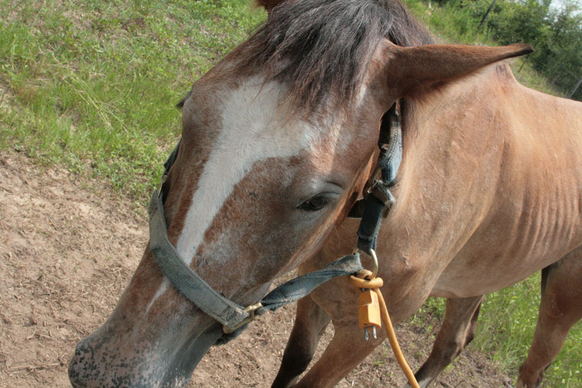 Local Residents Arrested On Child Abuse And Animal Cruelty Charges 