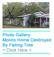 treegallery.jpg