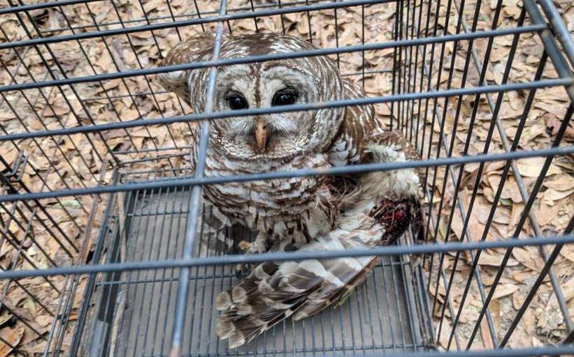 Owl Rescued From Tangled Fishing Line Is Released Back Into The