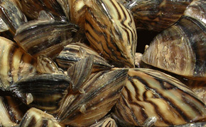 pictures of zebra mussels