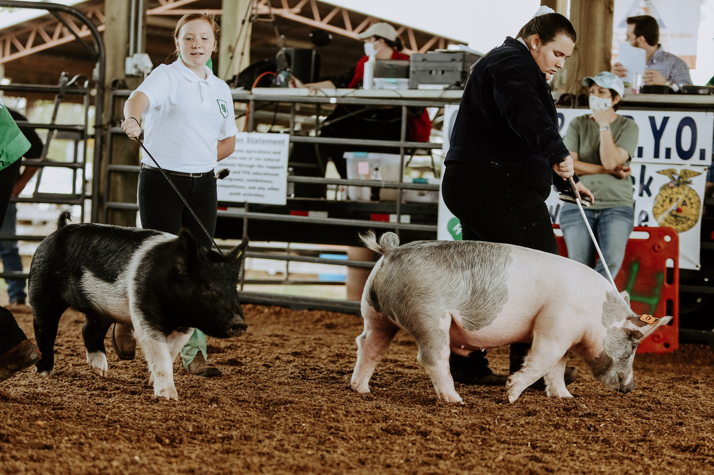 Spring Livestock Show Winners Announced (With Photo Galleries