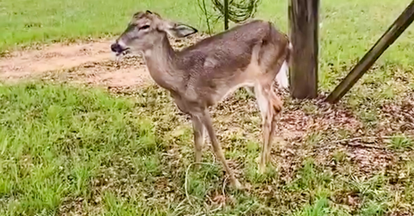 chronic-wasting-disease-pensacola-fishing-forum