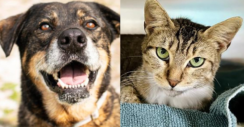 Free Dog And Cat Adoptions At Escambia Animal Shelter Through Saturday