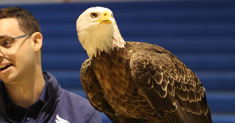 Auburn University's bald eagle Spirit named Honorary War Eagle