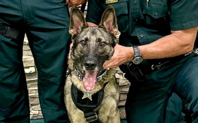 Here’s An Update On K-9 Streeter, The ECSO K-9 That Chased Suspect Off Bridge