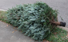 Need To Get Rid Of A Christmas Tree? You Can Still Recycle It For Free