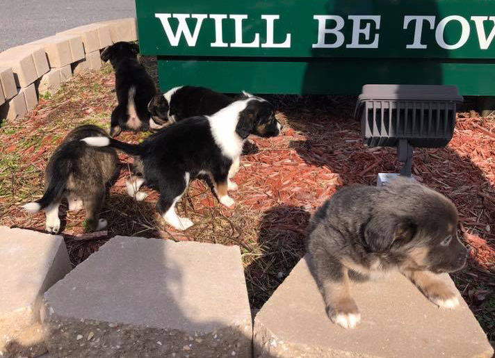 The ‘Great Christmas Puppy Rescue” — Deputies Rescue Puppies Thrown ...